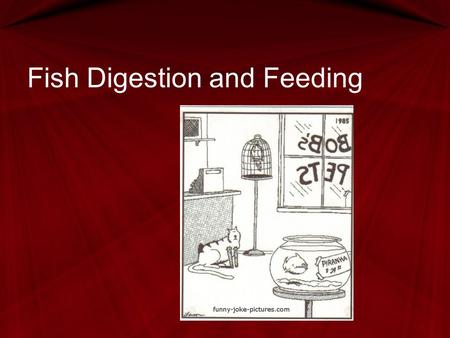 Fish Digestion and Feeding