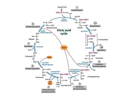 Stereocenter. stereocenter Enzyme kinetic assay How fast does the reaction occur? How good of a catalyst is fumarase? Rate enhancement? What factors.