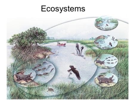 Ecosystems.