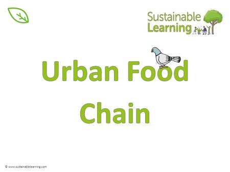 Urban Food Chain © www.sustainablelearning.com  .