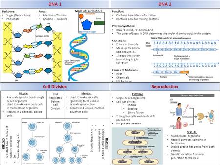 DNA 1 Backbone: Sugar (Deoxyribose) Phosphate DNA 2 Function: Contains hereditary information Contains code for making proteins Protein Synthesis: DNA.