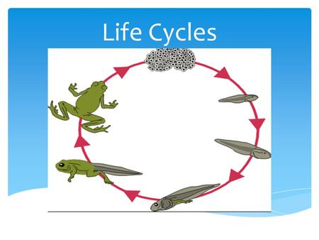 Life Cycles.