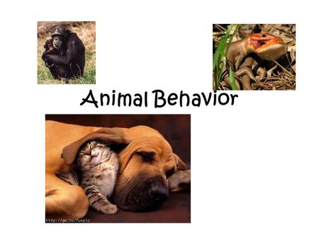 Animal Behavior.