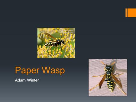 Paper Wasp Adam Winter.