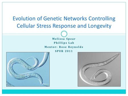 Melissa Spear Phillips Lab Mentor: Rose Reynolds SPUR 2011 Evolution of Genetic Networks Controlling Cellular Stress Response and Longevity.