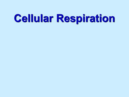 Cellular Respiration.