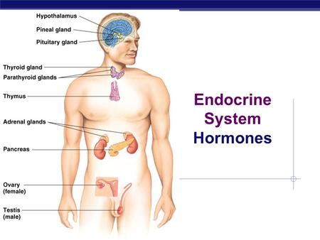 Endocrine System Hormones