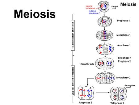 Meiosis.