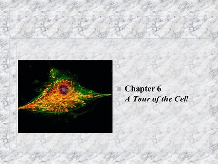 N Chapter 6 A Tour of the Cell. Cell Theory n 1. Cells are the smallest structures that perform the processes essential to life, including food consumption,