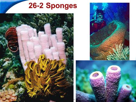 End Show Slide 1 of 35 Copyright Pearson Prentice Hall 26-2 Sponges.