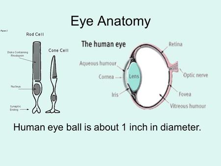 Eye Anatomy Human eye ball is about 1 inch in diameter.