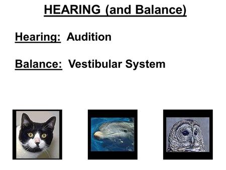 HEARING (and Balance) Hearing: Audition Balance: Vestibular System.