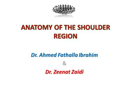 ANATOMY OF THE SHOULDER REGION