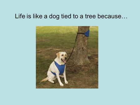 Life is like a dog tied to a tree because….  ?v=cY-7vOEC7Bc What is a ‘Eureka’ moment? What other words could we use to define.