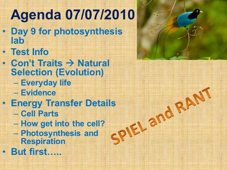 Agenda 07/07/2010 Day 9 for photosynthesis lab Test Info Con’t Traits  Natural Selection (Evolution) –Everyday life –Evidence Energy Transfer Details.