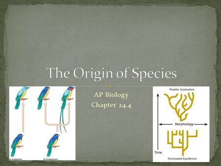 AP Biology Chapter 24.4. Process of making a species Biological Species Concept: Populations are no longer capable of interbreeding.