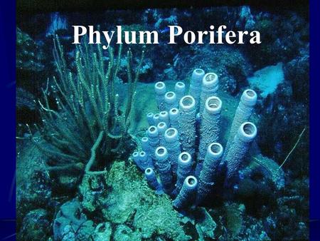 Phylum Porifera. Sponge Cells - Function Pore cells Osculum Choanocytes (Collar Cells) Amoebocytes Spicules Internal cavity (spongocoel)