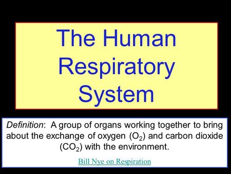 The Human Respiratory System