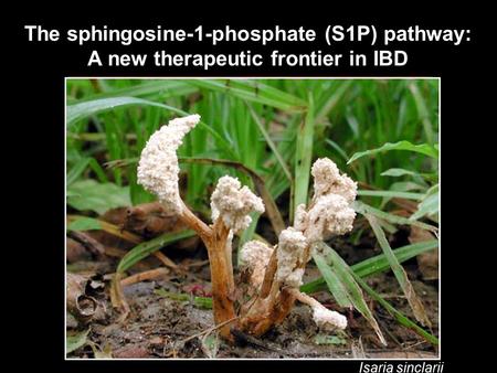 The sphingosine-1-phosphate (S1P) pathway: