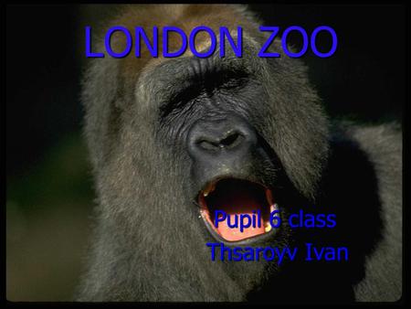 LONDON ZOO LONDON ZOO Pupil 6 сlass Pupil 6 сlass Thsaroyv Ivan Thsaroyv Ivan.