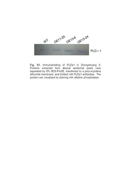 Fig. S1. Immunoblotting of PLDα1 in Zhongshuang 9. Proteins extracted from abaxial epidermal peels were separated by 8% SDS-PAGE, transferred to a polyvinylidene.