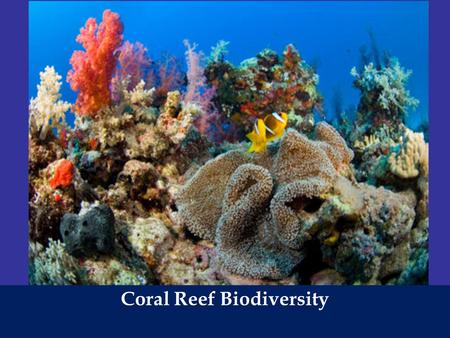 Coral Reef Biodiversity