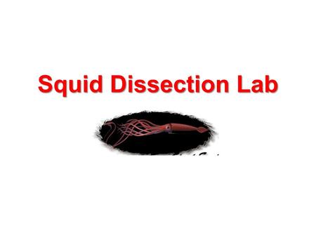 Squid Dissection Lab.