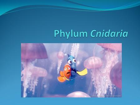 Phylum Cnidaria.