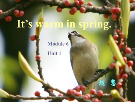 It’s warm in spring. Module 6 Unit 1 赵 慧 Spring and autumn are very,very nice. Warm and cool ! They’re very nice. Summer and winter are not very.