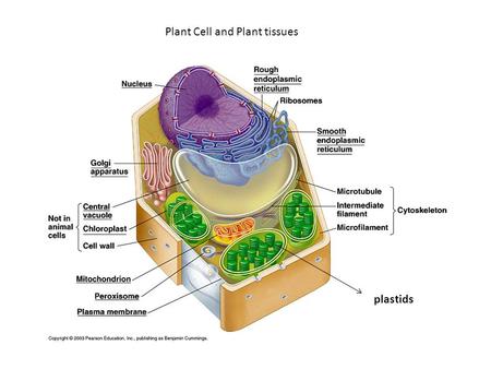 Plant Cell and Plant tissues