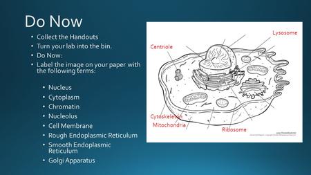 Do Now Collect the Handouts Turn your lab into the bin. Do Now: