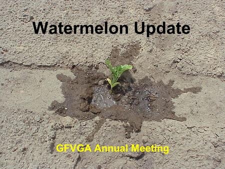 Watermelon Update GFVGA Annual Meeting.