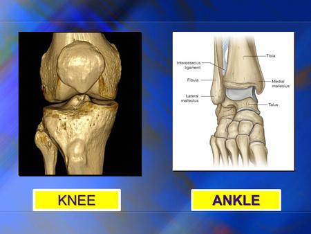 KNEE ANKLE.