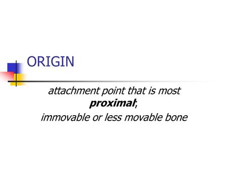 ORIGIN attachment point that is most proximal; immovable or less movable bone.