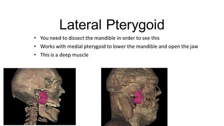 Lateral Pterygoid You need to dissect the mandible in order to see this Works with medial pterygoid to lower the mandible and open the jaw This is a deep.