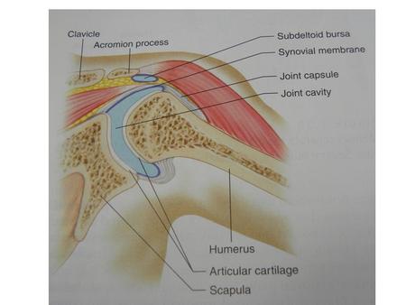 CONDYLOID JOINT oval-shaped condyle of one bone fits into an elliptical cavity of another. Ex. Metacarpals and phalanges Rotational movement is not possible.