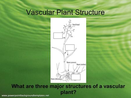 Vascular Plant Structure