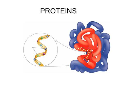 PROTEINS.