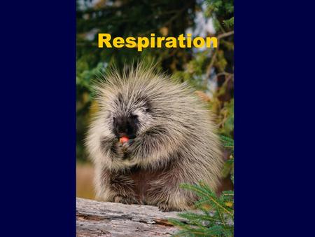 Respiration. Chemical Cycling Cellular Respiration C 6 H 12 O 6 +O 2  CO 2 +H 2 O Photosynthesis CO 2 +H 2 O  C 6 H 12 O 6 +O 2 Why do we need to eat.