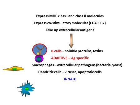 PROFESSIONAL ANTIGEN PRESENTING CELLS