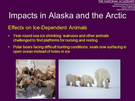 Impacts in Alaska and the Arctic Effects on Ice-Dependent Animals Year-round sea ice shrinking: walruses and other animals challenged to find platforms.