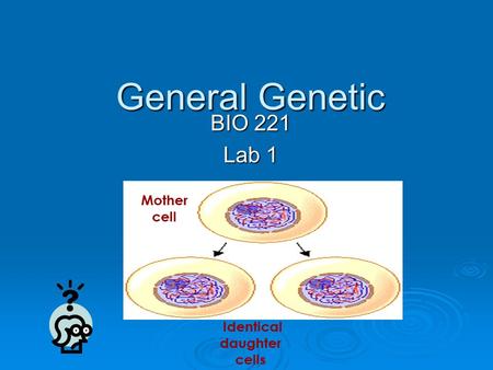 General Genetic BIO 221 Lab 1 Identical daughter cells Mother cell.