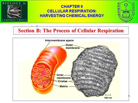 Section B: The Process of Cellular Respiration