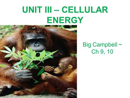 UNIT III – CELLULAR ENERGY