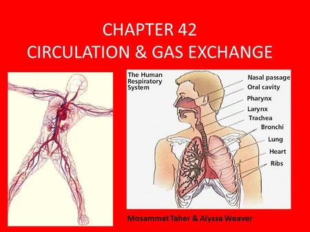 CHAPTER 42 CIRCULATION & GAS EXCHANGE Mosammat Taher & Alyssa Weaver.