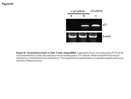 Ctrl siRNA + p21siRNA abc p21 β-actin Figure S1 Figure S1. Knockdown of p21 in CD4 + T cells using siRNA. Expression of p21 was analyzed by RT-PCR 36 h.