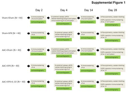 Supplemental Figure 1 Sham+Sham (N = 40) Sham+SPX (N = 40) AAC+Sham (N = 40) AAC+SPX (N = 40) AAC+SPX+IL-10 (N = 40) Day 2Day 4Day 14Day 28 echocardiography.