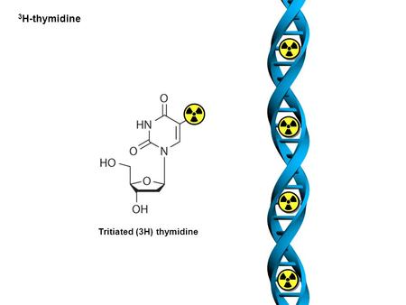 3H-thymidine Tritiated (3H) thymidine.