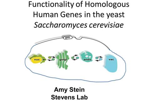 Functionality of Homologous Human Genes in the yeast Saccharomyces cerevisiae Amy Stein Stevens Lab.