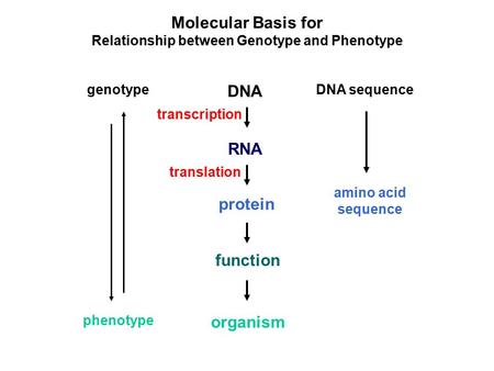 Relationship between Genotype and Phenotype